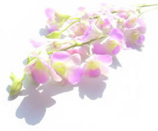 デンファレの花