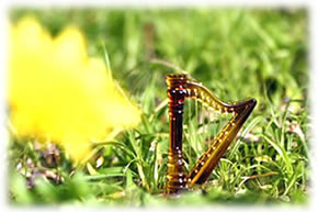 �n�[�v�̎ʐ^