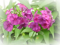 �n�[�u�̎ʐ^