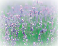 ���x���_�[�̎ʐ^